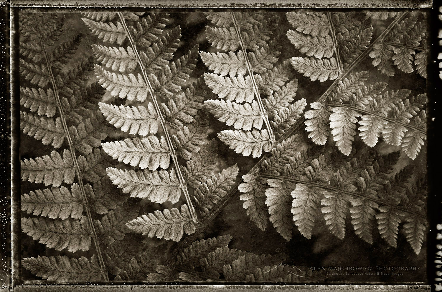 Lady Fern (Athyrium filix-femina) #62428bwp