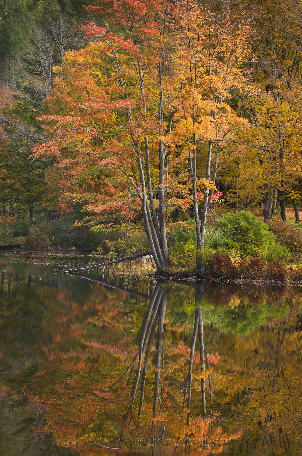 Fall foliage reflected in Lake Pauline, Vermont #59458