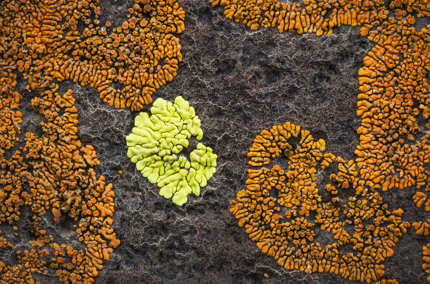 Multi-colored lichens on basalt rock, Columbia Plateau, Oregon #59874
