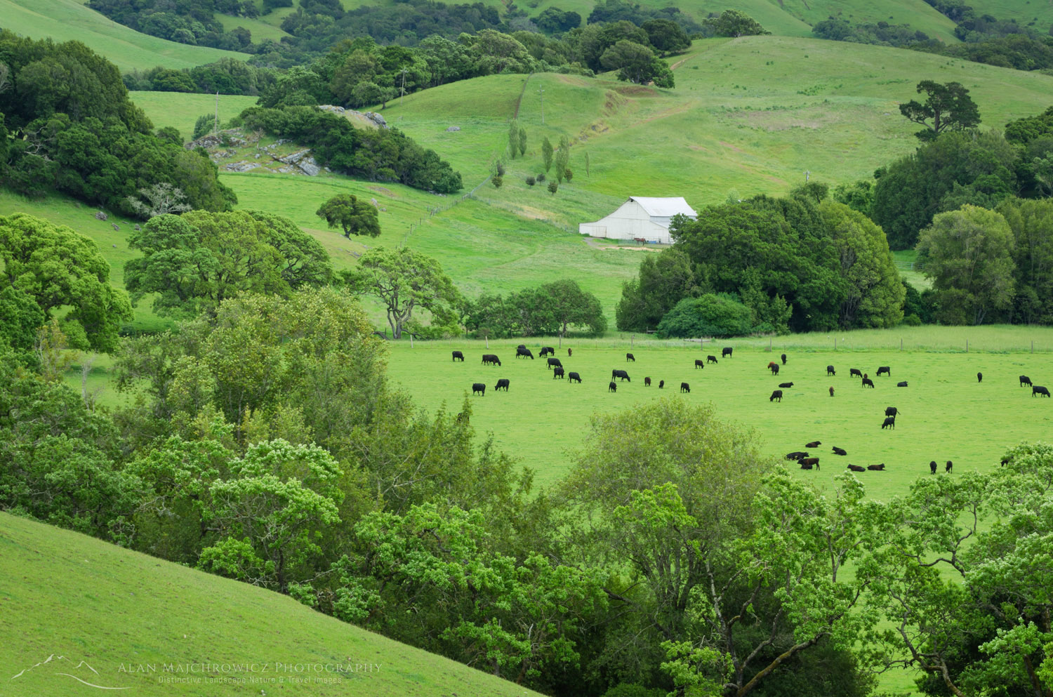 Cattle grazing in lush green spring pastures in the bucolic hills of Marin County, California #60224