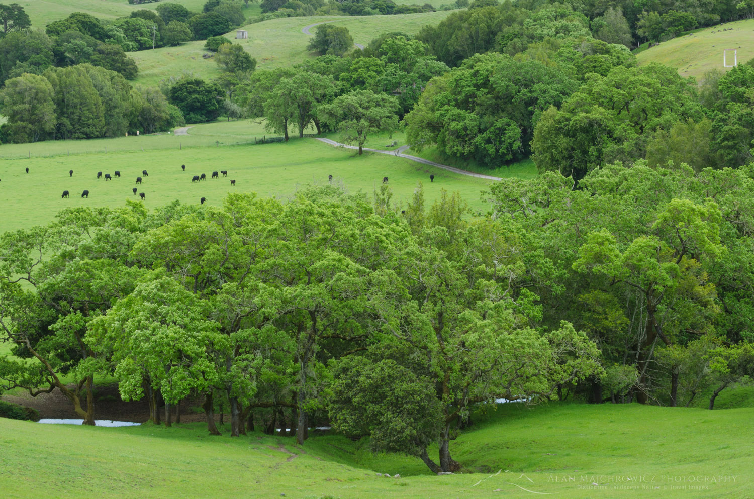 Cattle grazing in lush green spring pastures in the bucolic hills of Marin County, California #60229