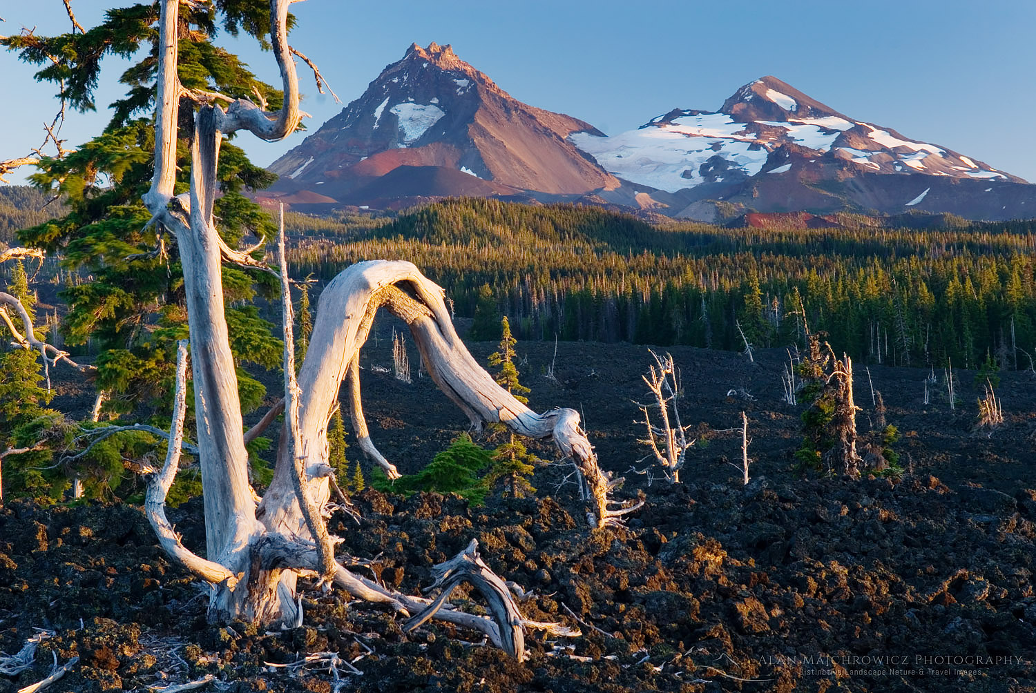 Sun bleached trees stand out among the black lava fields of McKenzie Pass Oregon. The Three Sisters volcanoes are in the distance #42521