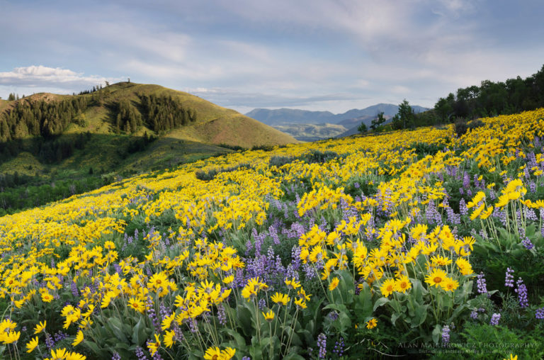 Methow Valley Wildflowers - Alan Majchrowicz Photography