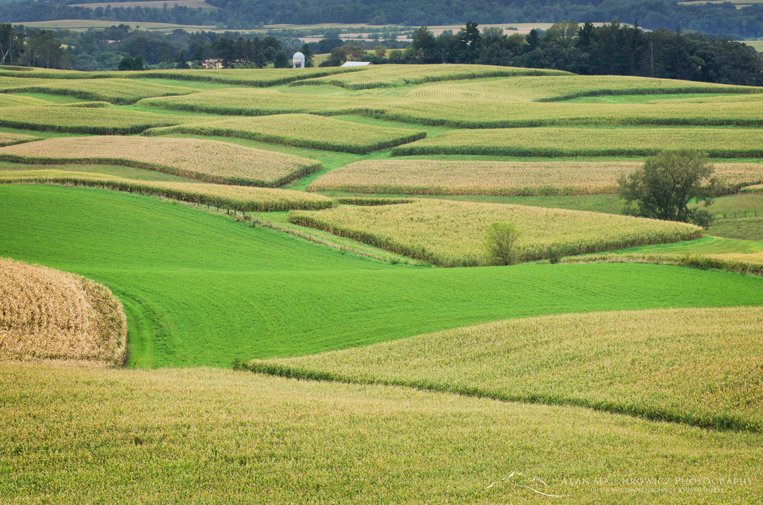 Rolling farmlands with patchwork fields of corn. Southeast Minnesota #58421