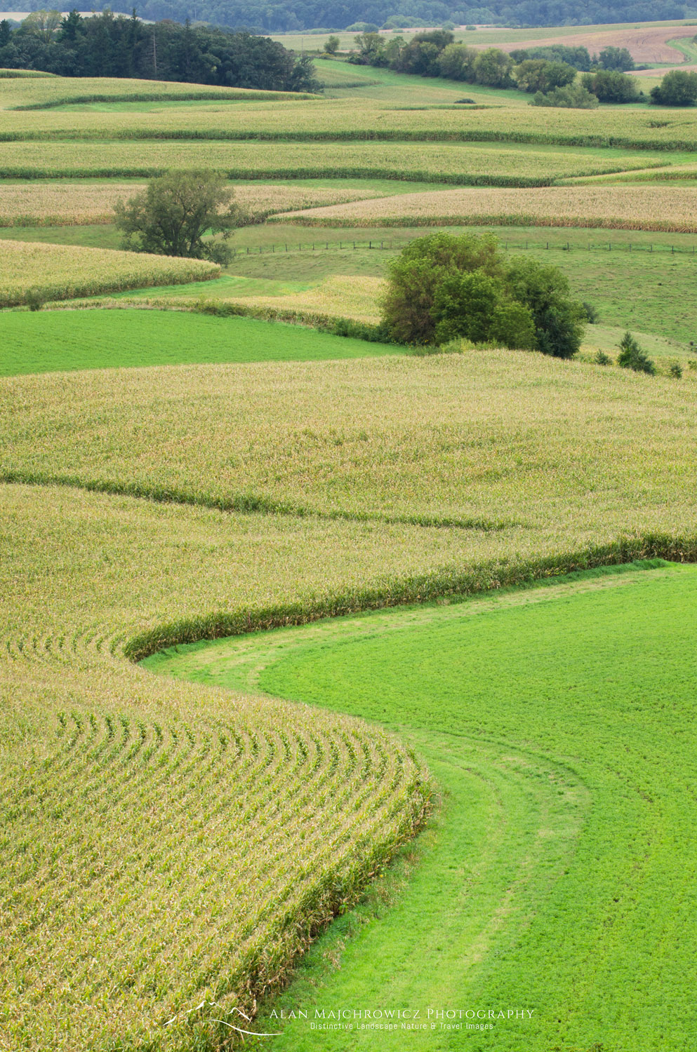 Rolling farmlands with patchwork fields of corn. Southeast Minnesota #58423