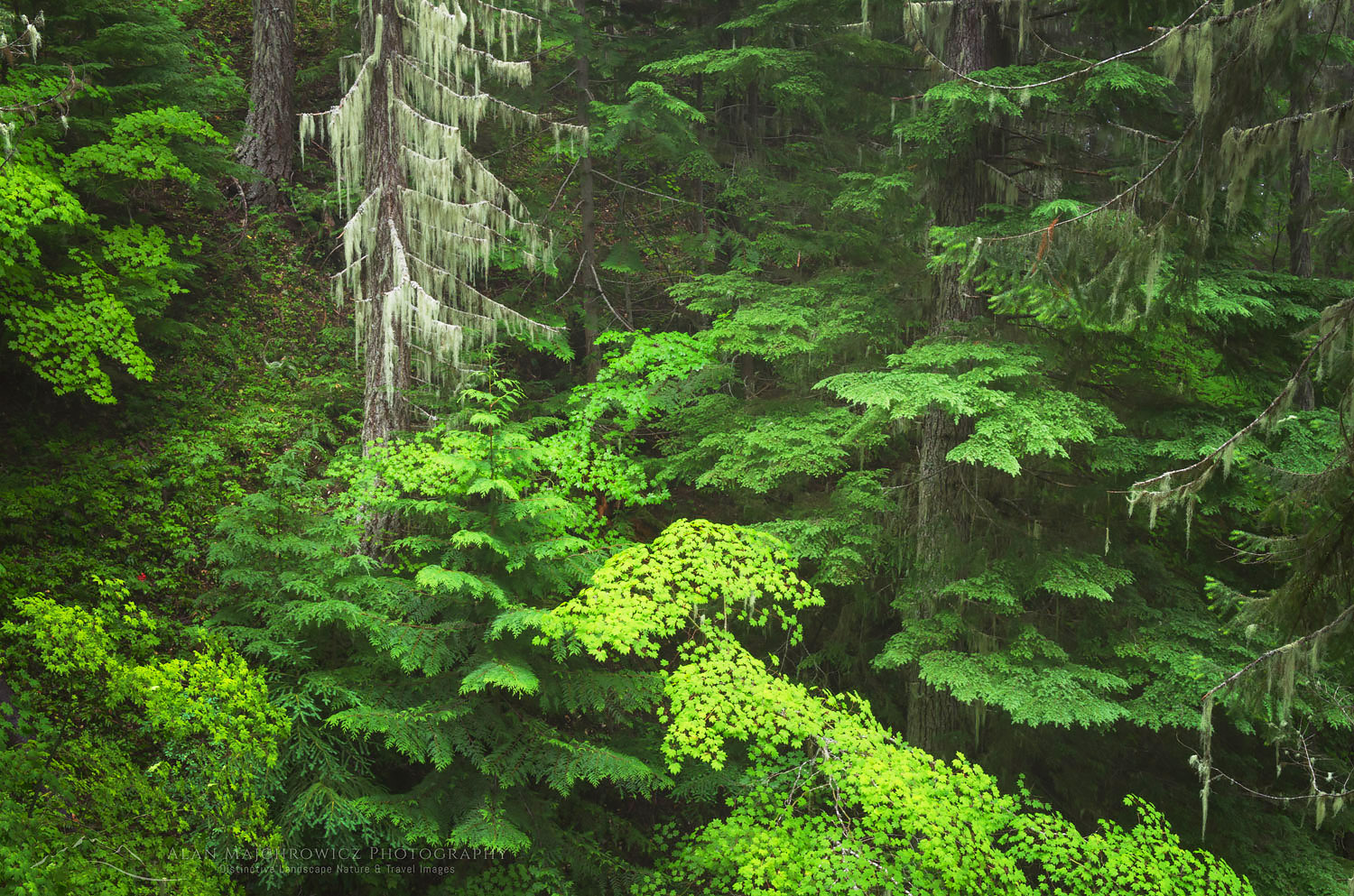 Old Growth Forest, Glacier Peak Wilderness North Cascades Washington #58192