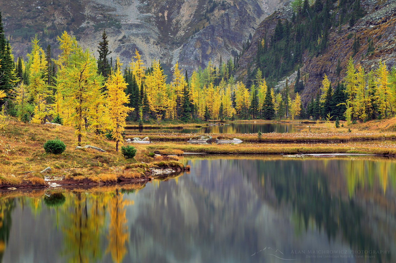 Autumn larches and Moor Lakes on the Opabin Plateau Yoho National Park British Columbia #3630b