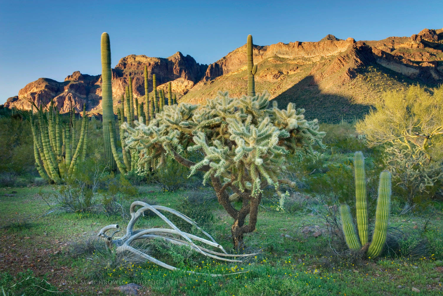 Organ Pipe Cactus National Monument Arizona #34769