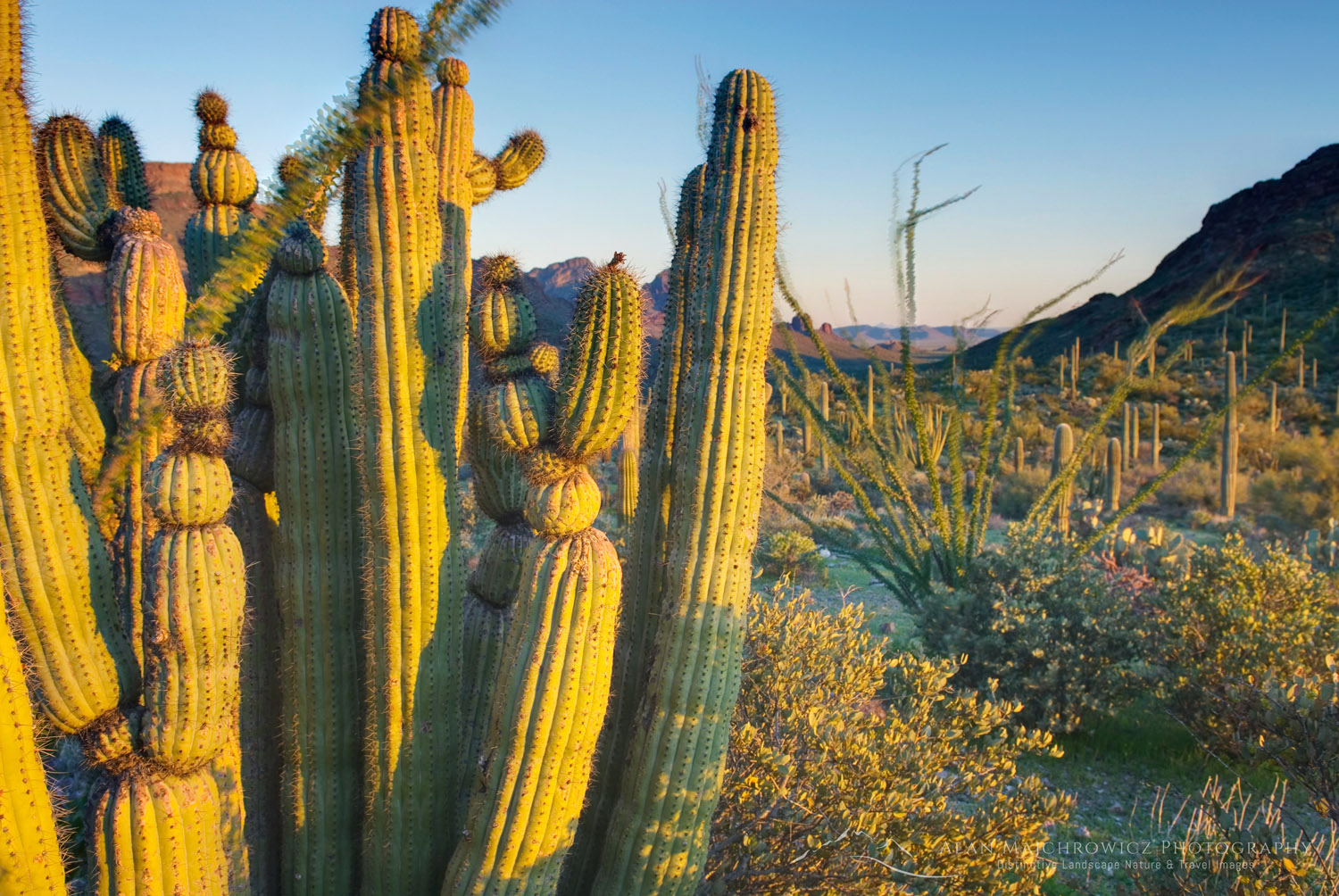 Organ Pipe Cactus (Stenocereus thurberi), Organ Pipe Cactus National Monument Arizona #35101