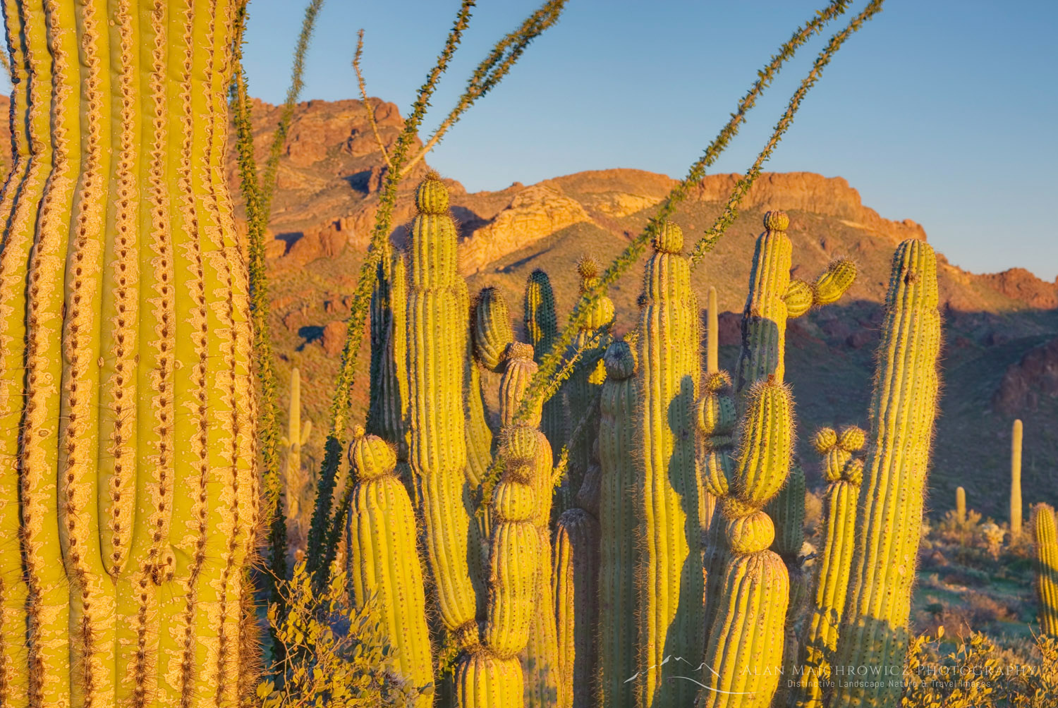 Organ Pipe Cactus (Stenocereus thurberi), Organ Pipe Cactus National Monument Arizona #35116