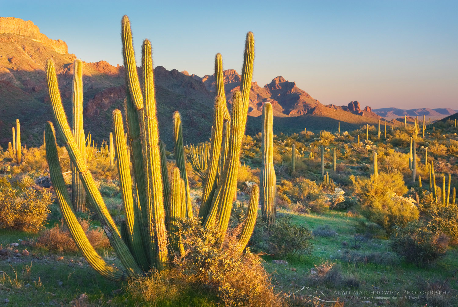 Organ Pipe Cactus (Stenocereus thurberi), Organ Pipe Cactus National Monument Arizona #35123