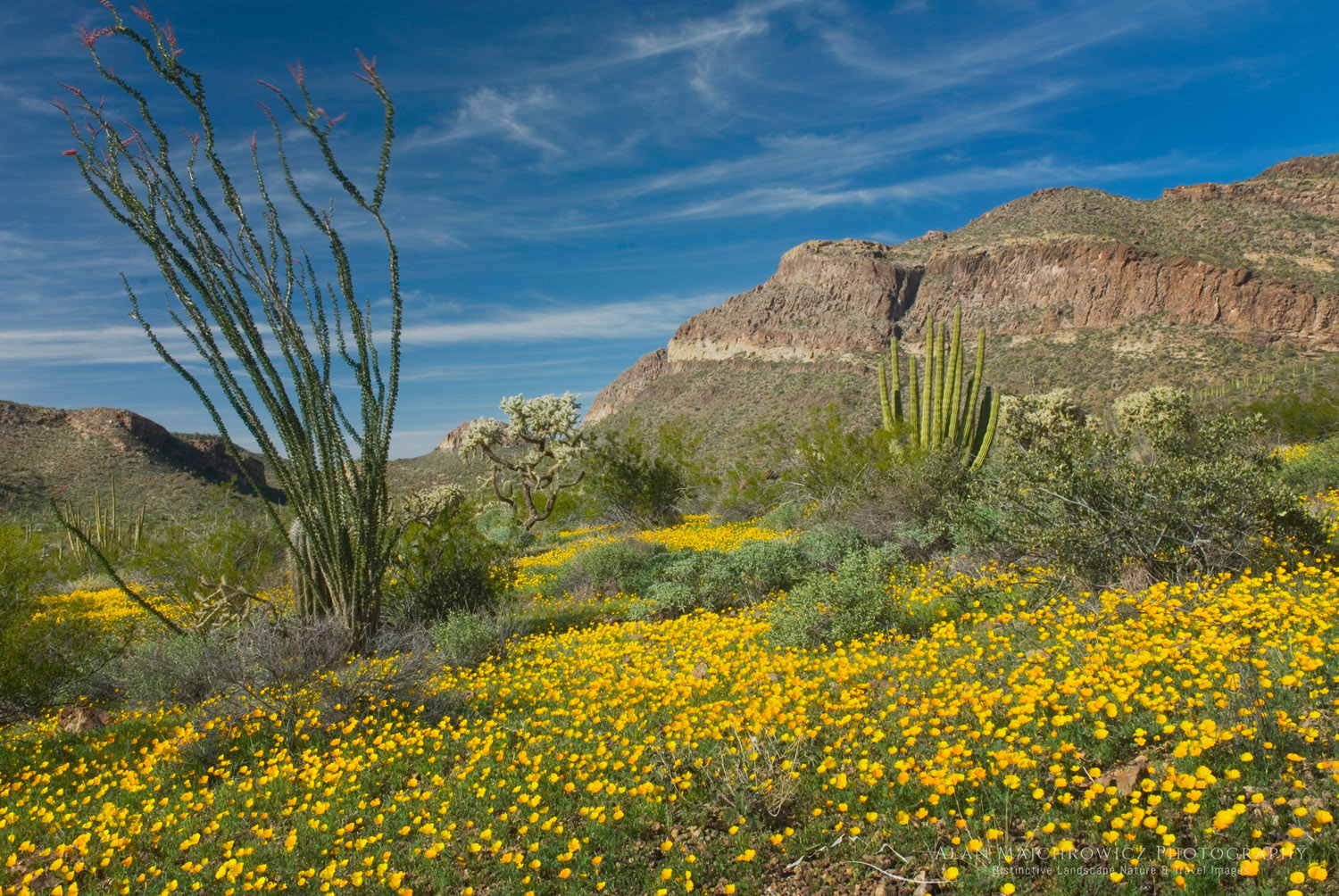 Fields of Mexican Poppies, Organ Pipe Cactus National Monument Arizona #35264