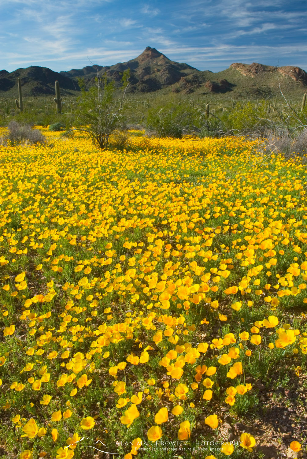 Fields of Mexican Poppies in the Ajo Mountains, Organ Pipe Cactus National Monument Arizona #35293