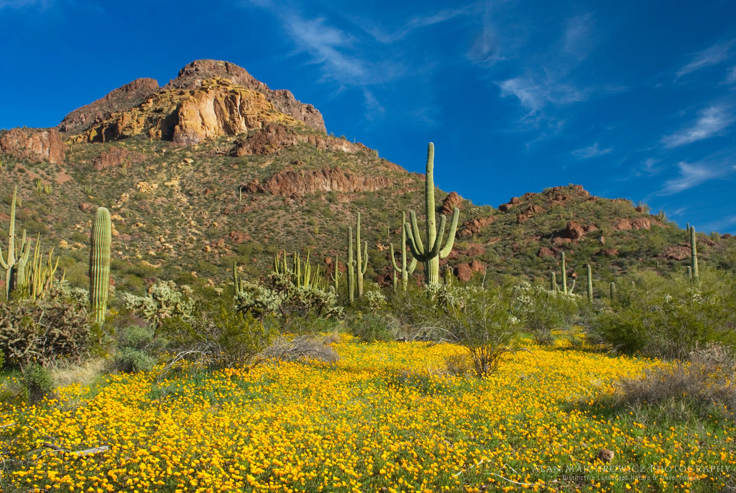 Fields of Mexican Poppies in the Ajo Mountains, Organ Pipe Cactus National Monument Arizona #35303