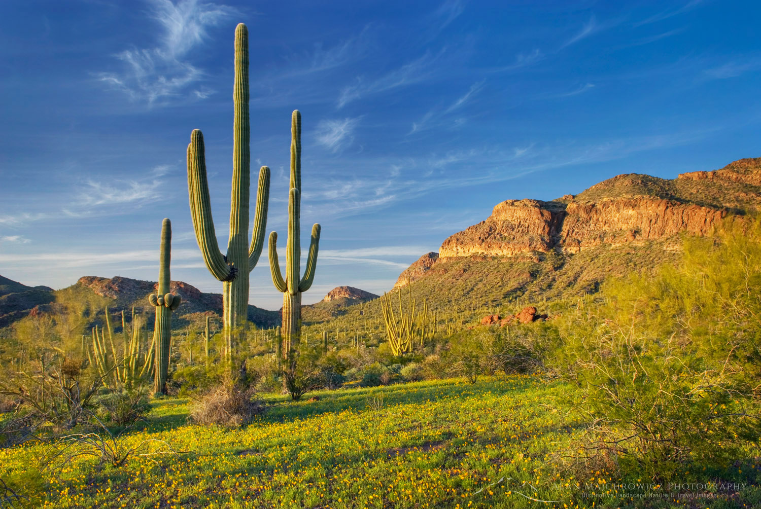 Saguaro Cactus (Carnegiea gigantea) standing amidst fields of yellow Mexican Poppies, Organ Pipe Cactus National Monument Arizona #35349