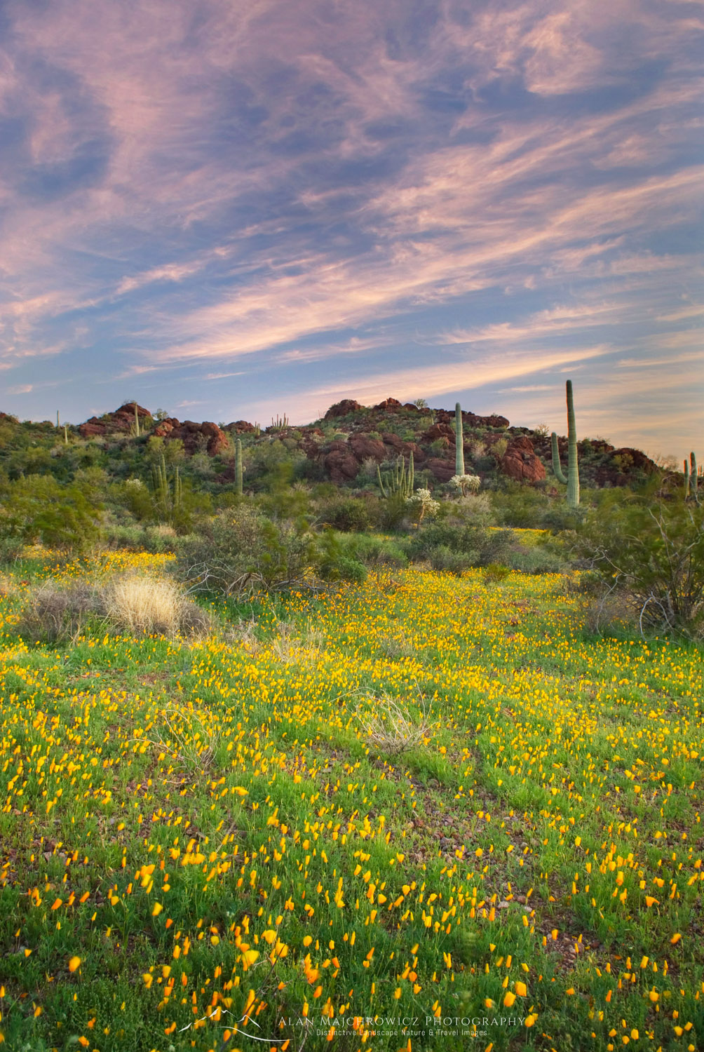 Fields of Mexican Poppies in the Ajo Mountains at sunset, Organ Pipe Cactus National Monument Arizona #35526