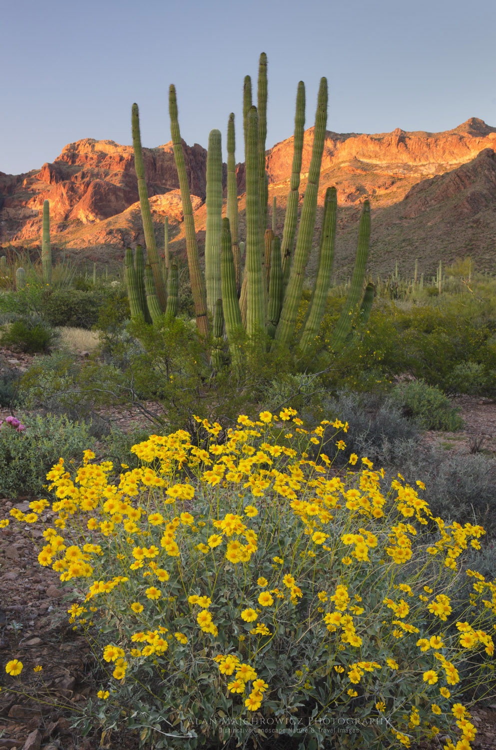 Brittlebush (Encelia farinosa) and Organ Pipe Cactus (Stenocereus thurberi), Organ Pipe Cactus National Monument Arizona #55376