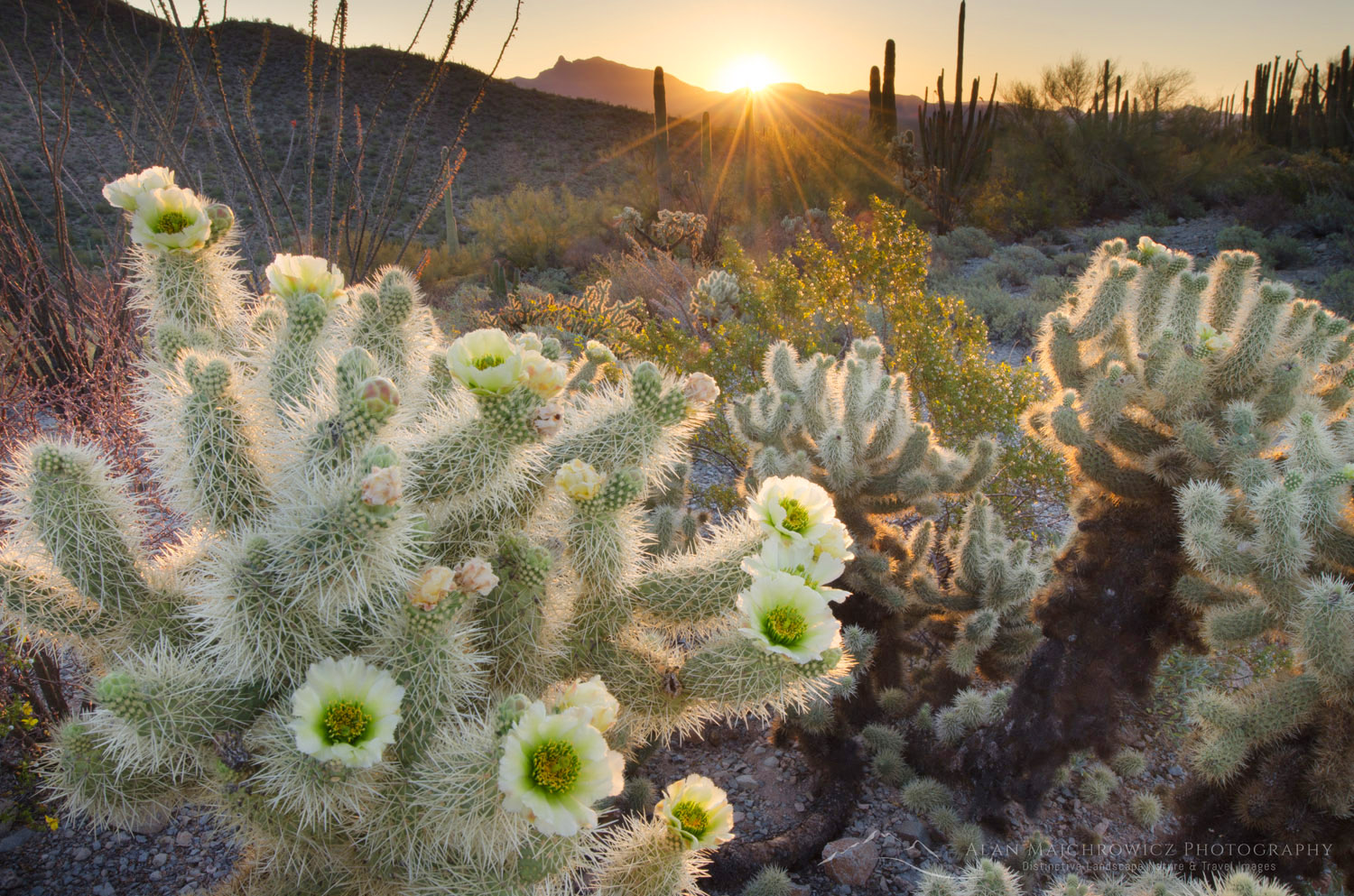 Teddy Bear Cholla cactus (Cylindropuntia bigelovii) glowing in the rays of the setting sun, Organ Pipe Cactus National Monument Arizona #55396