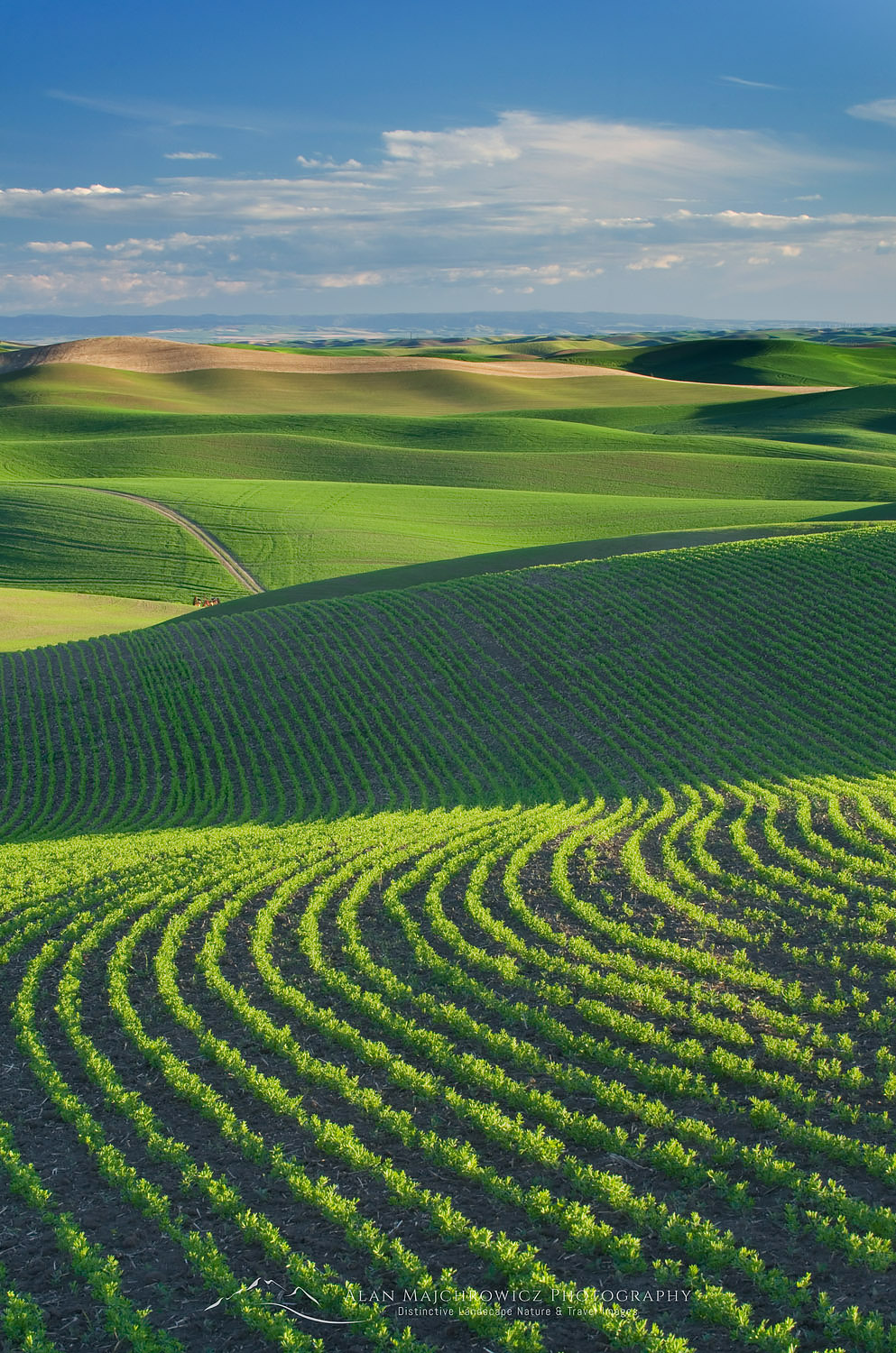 Rolling hills of green wheat fields in the Palouse region of the Inland Empire of Washington #51520