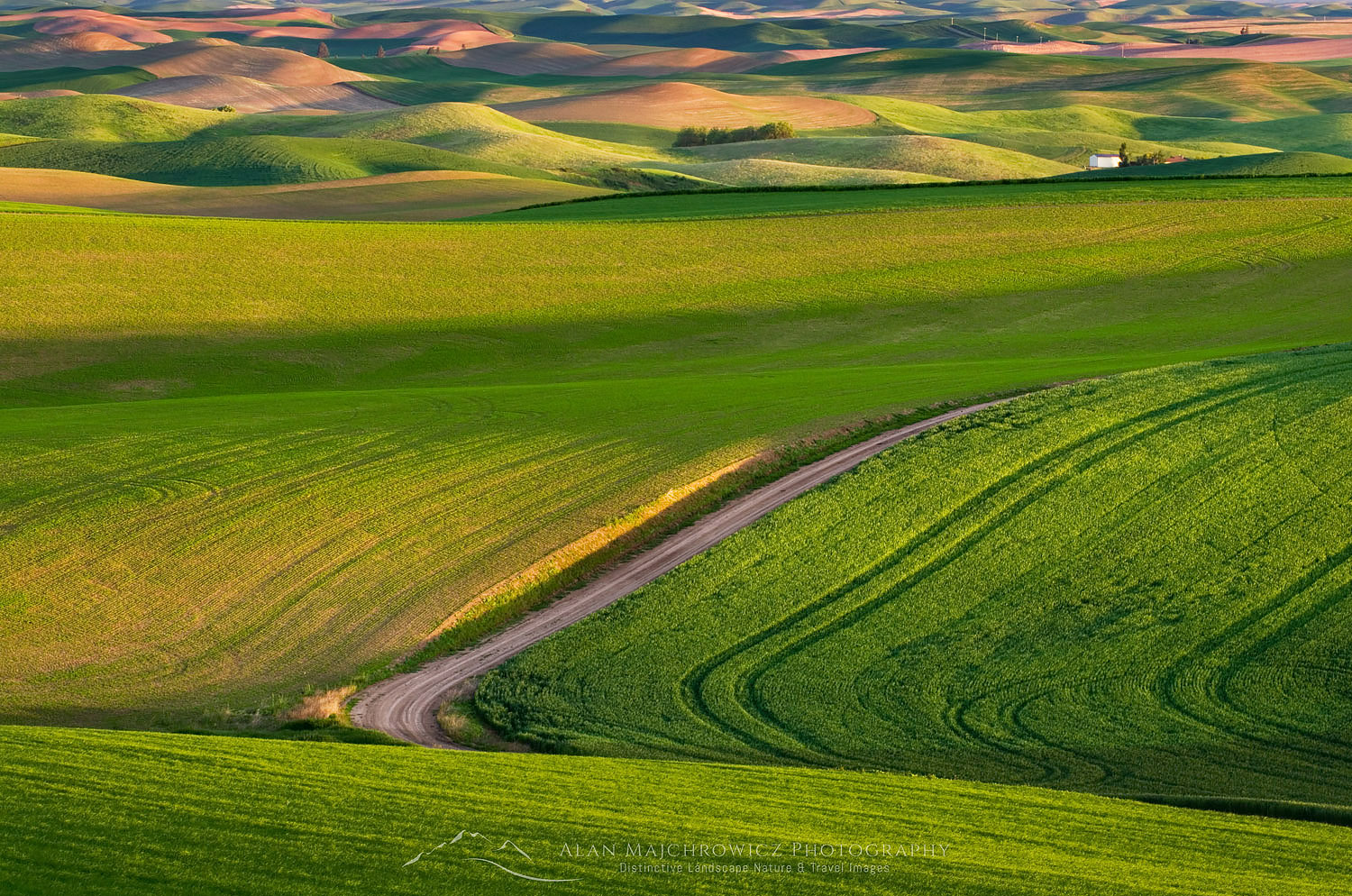 Road running through rolling hills of green wheat fields in the Palouse region of the Inland Empire of Washington #51593