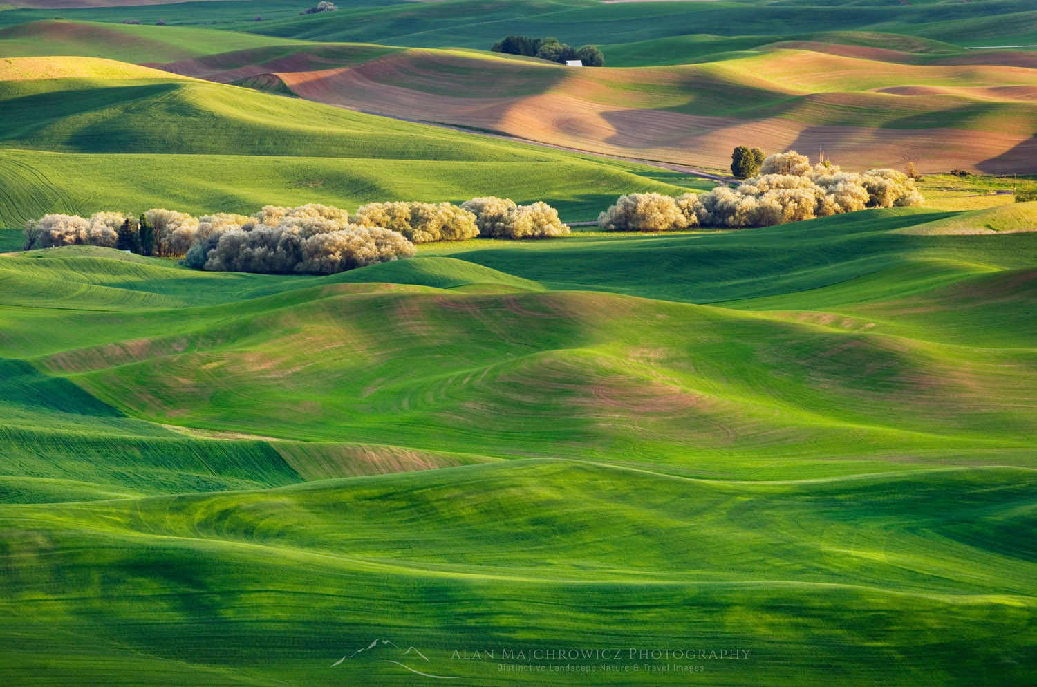 Wheatfields seen from Steptoe Butte, the Palouse region of the Inland Empire of Washington #51646