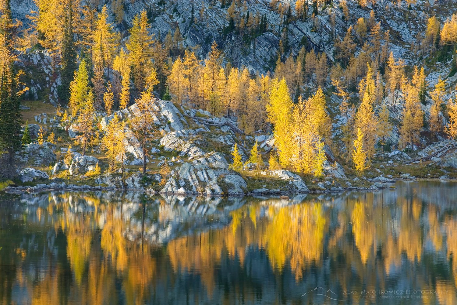 Alpine larches (Larix lyallii) reflected in tarn below Mount Monica, Purcell Mountains British Columbia #25781