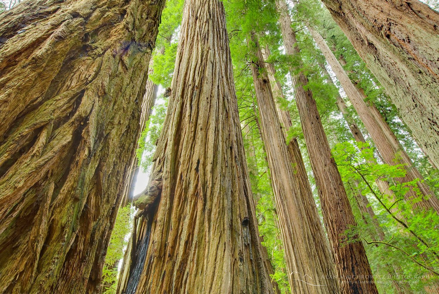 Ancient Redwoods (Sequoia sempervirens) of the Stout Grove in Jedidiah Smith Redwoods State Park California #44500