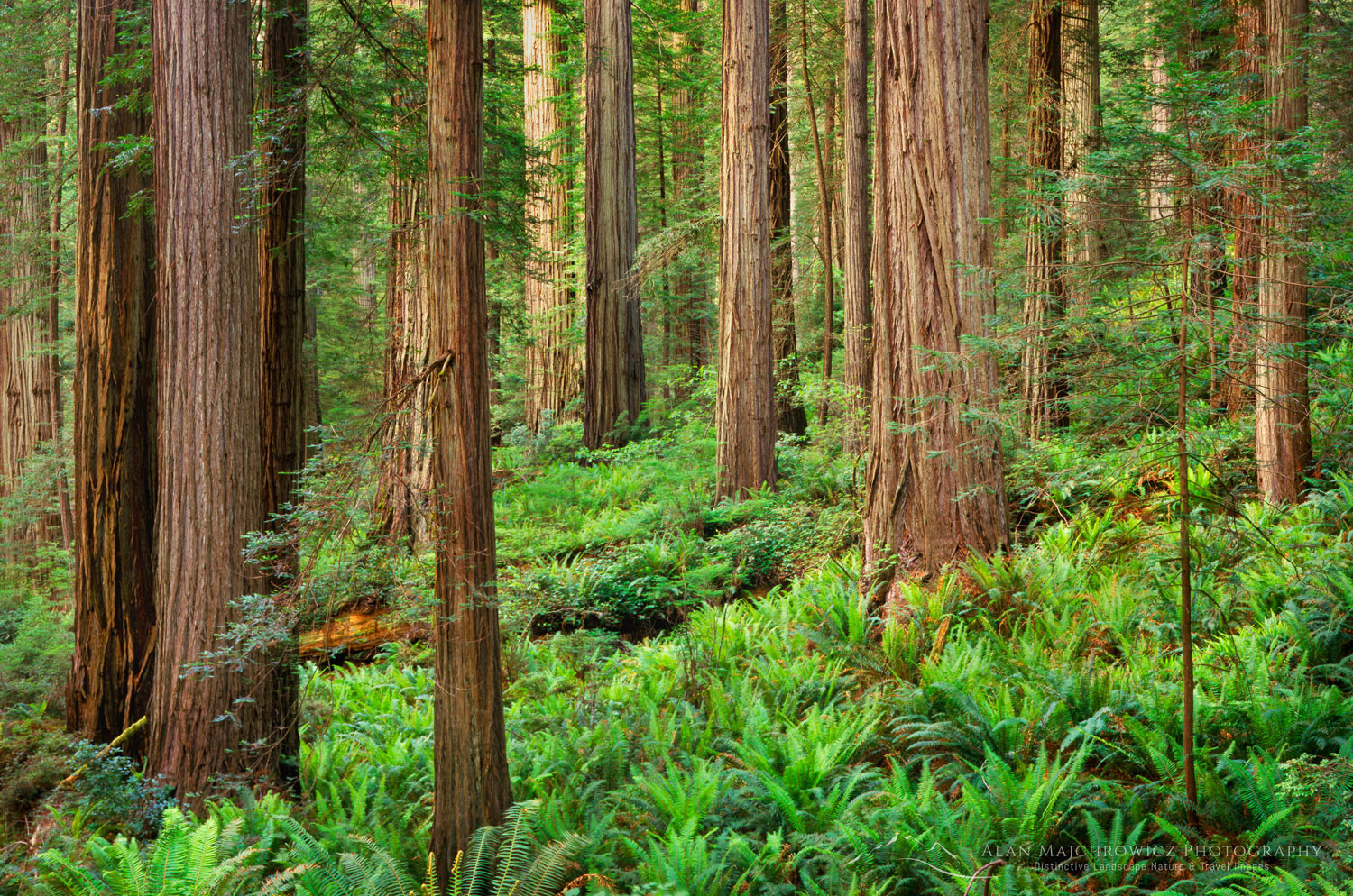 Redwood Forest, Prairie Creek Redwoods State Park California #2244