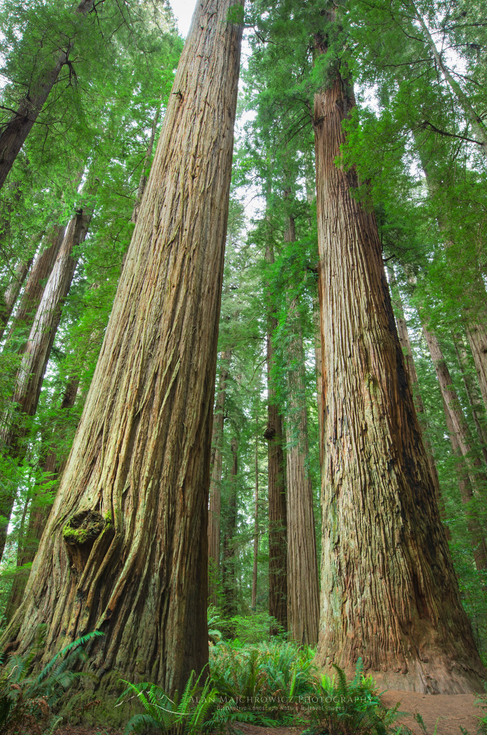 Ancient Redwoods (Sequoia sempervirens) of the Stout Grove in Jedidiah Smith Redwoods State Park California #44497