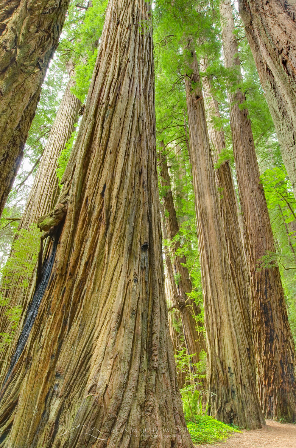 Ancient Redwoods (Sequoia sempervirens) of the Stout Grove in Jedidiah Smith Redwoods State Park California #44508