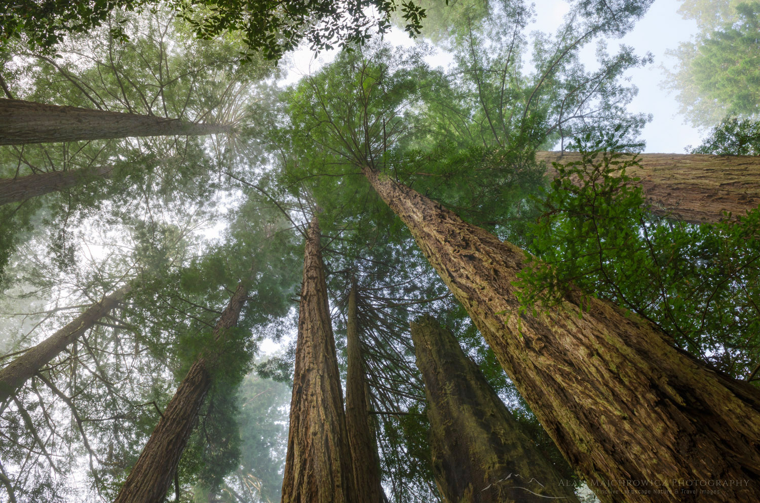 Coastal Redwoods (Sequoia sempervirens) forest, Lady Bird Johnson Grove, Redwoods National Park, California #60686