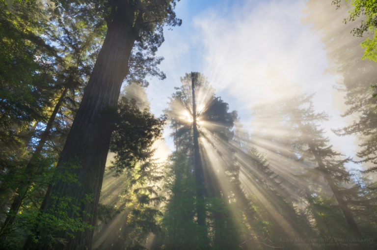 Coast Redwoods in fog - Alan Majchrowicz Photography