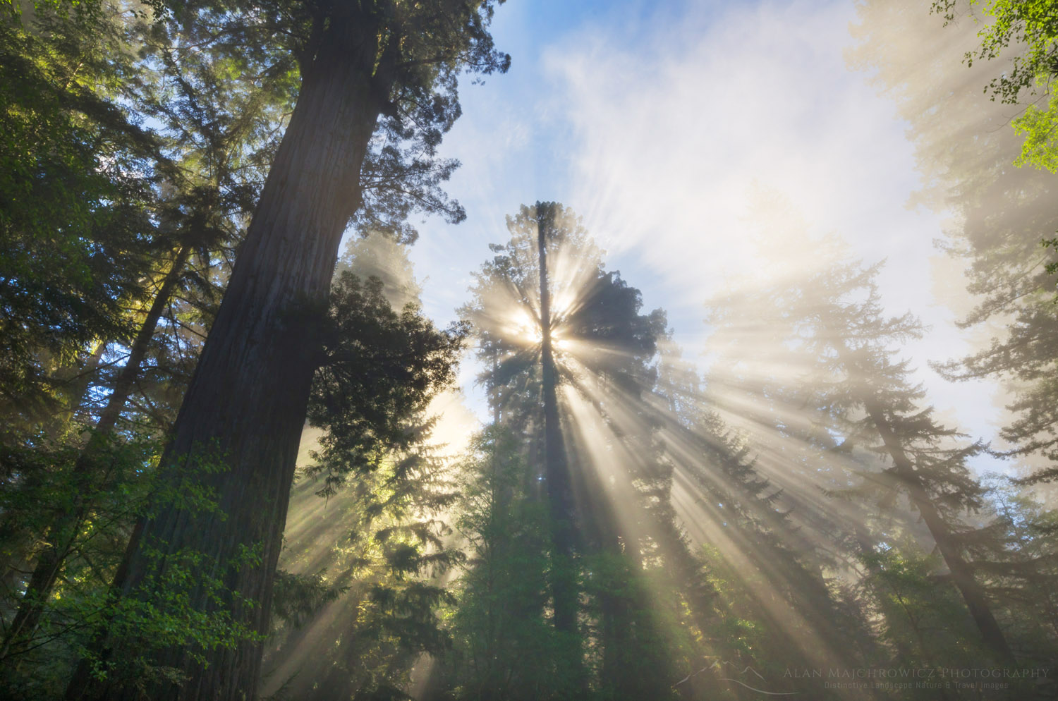 Sun rays cutting through fog in a Coastal Redwoods (Sequoia sempervirens) forest, Lady Bird Johnson Grove, Redwoods National Park, California #60704