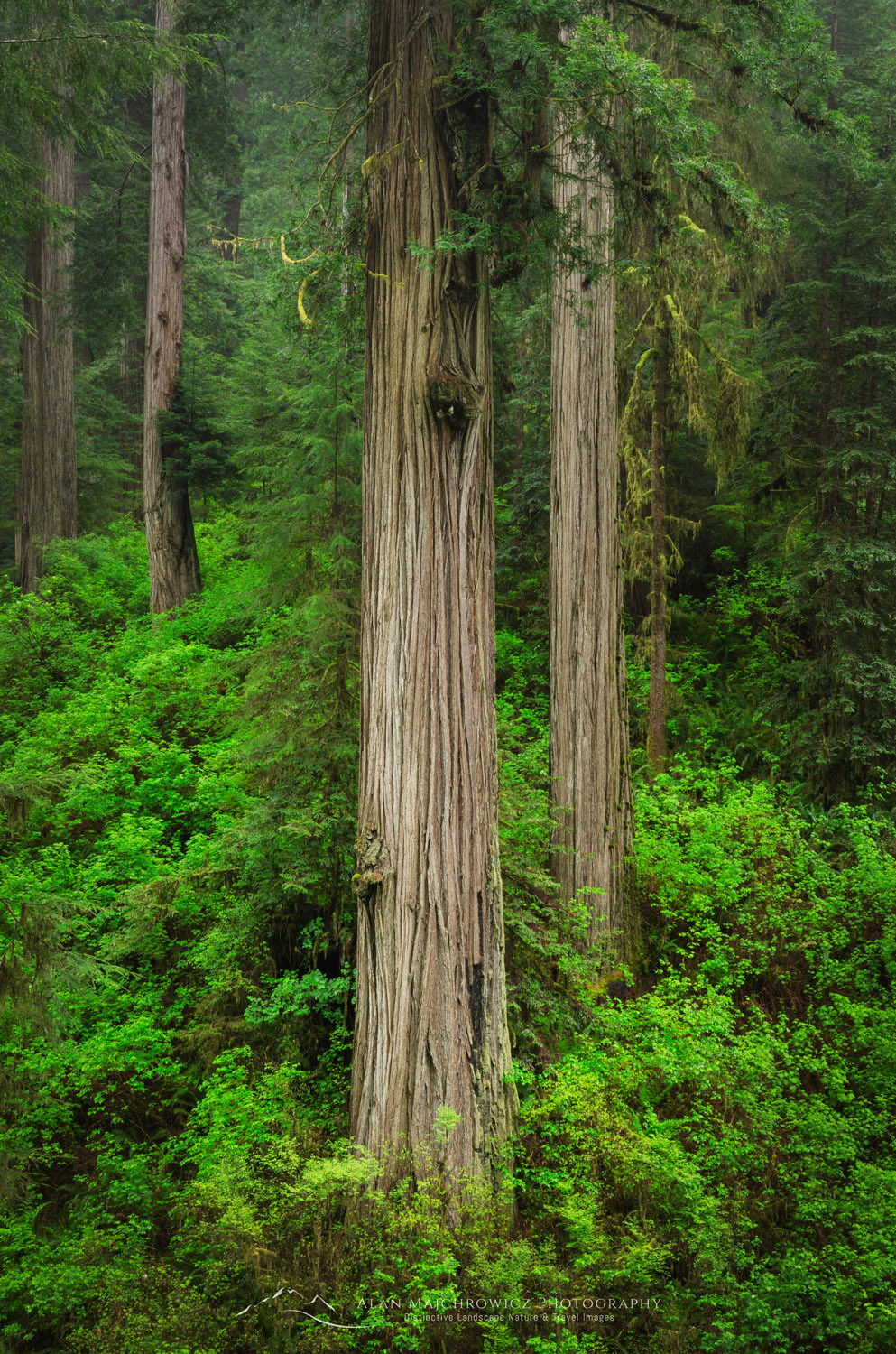 Coast Redwoods (Sequoia sempervirens) forest, Jedidiah Smith State Park, California #60743