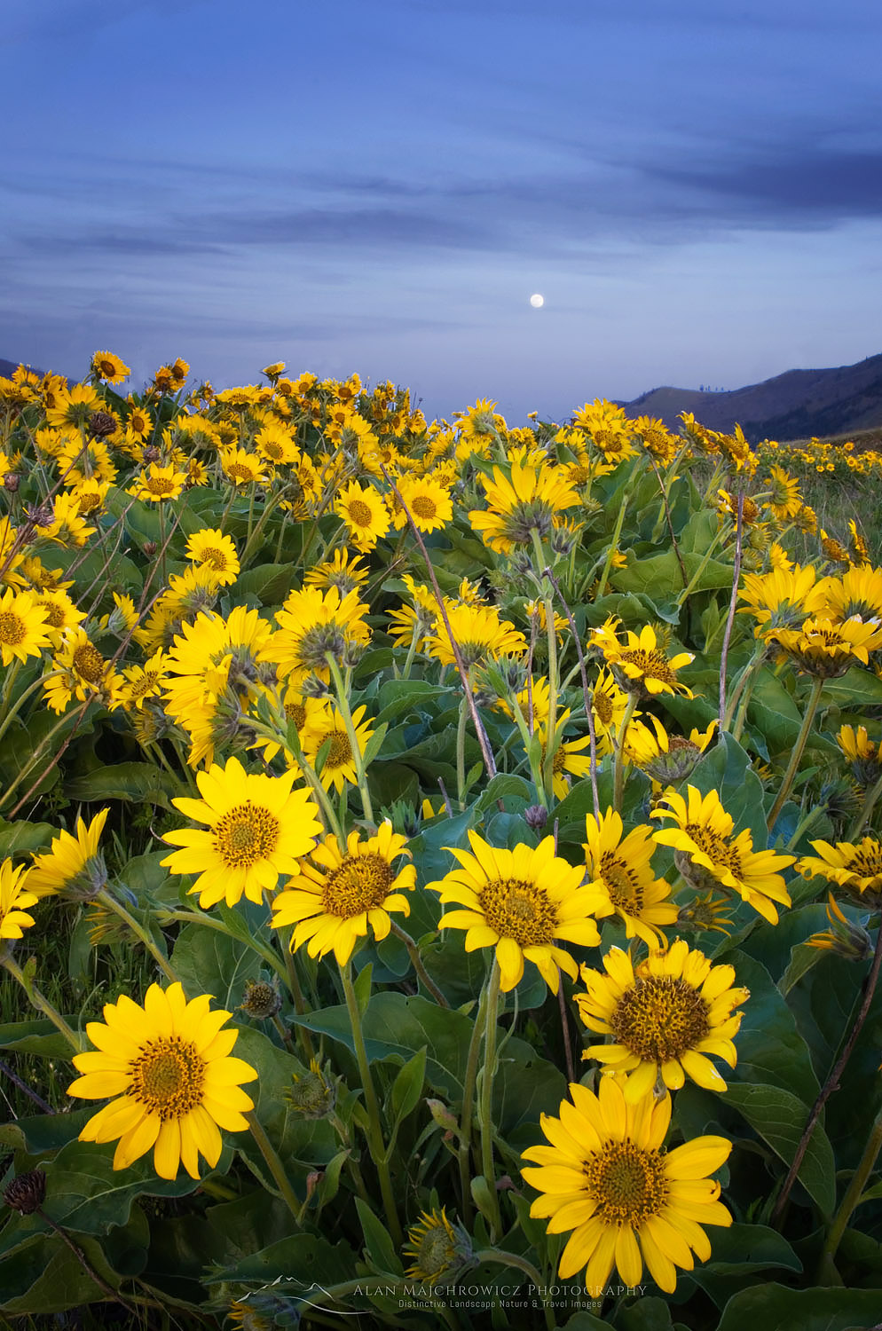 Balsamroot wildflowers at Rowena Crest, Columbia River Gorge National Scenic Area, Oregon #50952