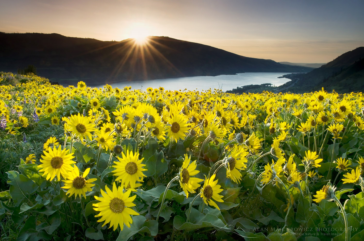 Balsamroot wildflowers at sunrise, Rowena Crest, Columbia River Gorge National Scenic Area, Oregon #50999