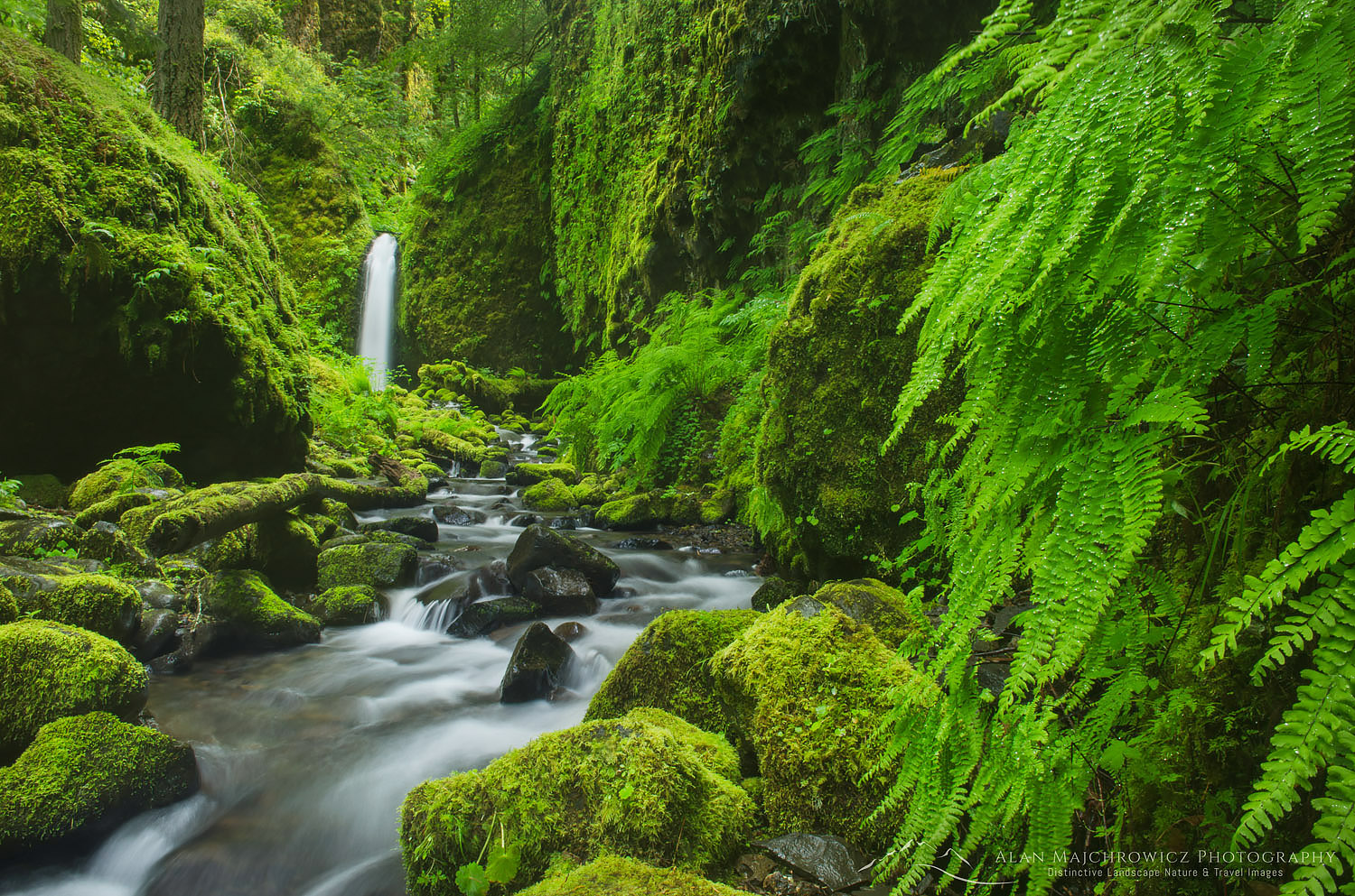 Ruckel Creek waterfall, Columbia River Gorge - Alan Majchrowicz