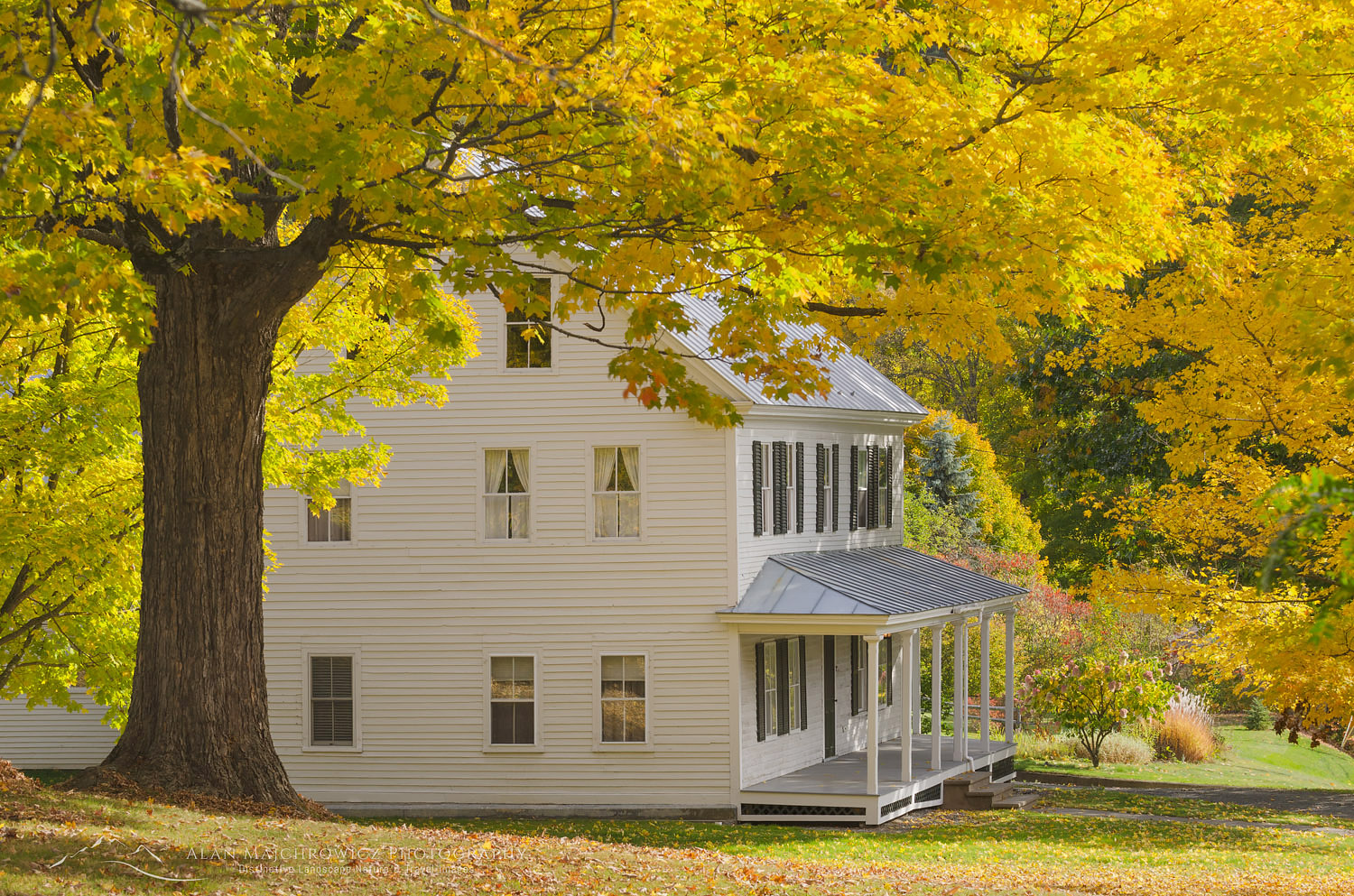 House framed by golden fall foliage, Sharon, Vermont #59391