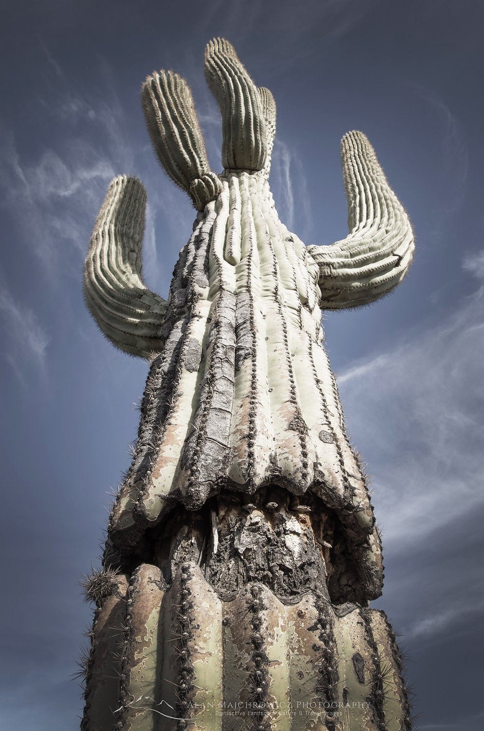 Saguaro (Carnegiea gigantea) #56982r