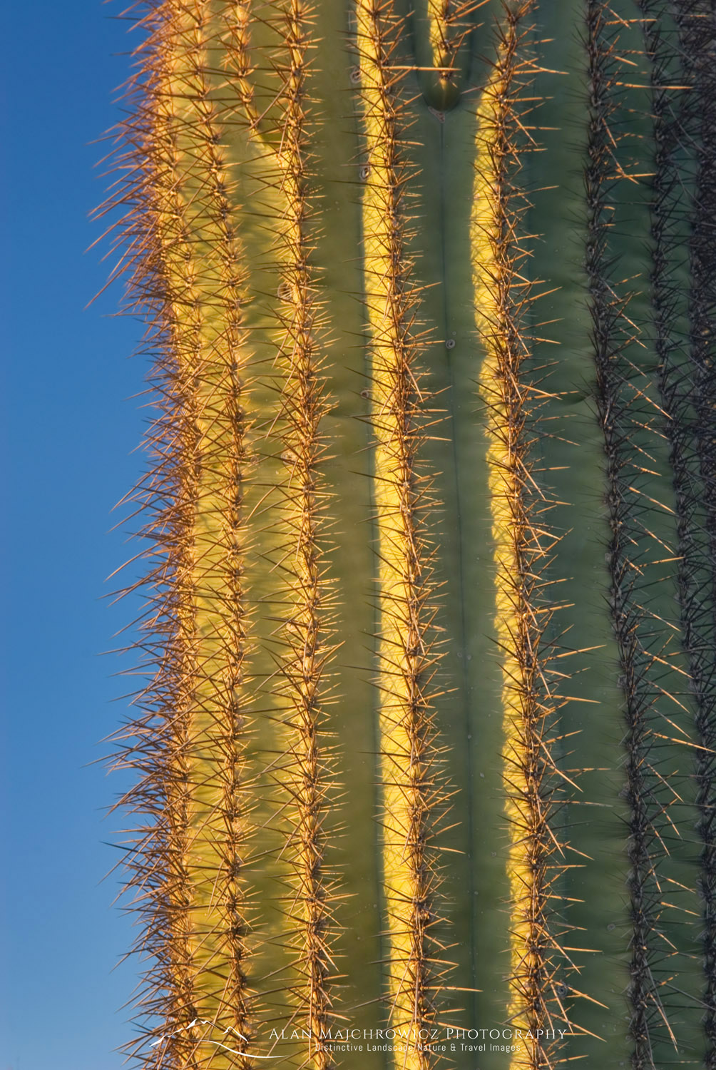 Saguaro Cactus (Carnegiea gigantea) in the Sonoran Desert of Kofa National Wildlife Refuge Arizona #34339