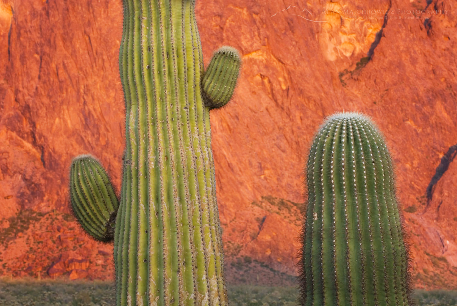 Saguaro Cactus (Carnegiea gigantea) in the Sonoran Desert of Kofa National Wildlife Refuge Arizona #34356