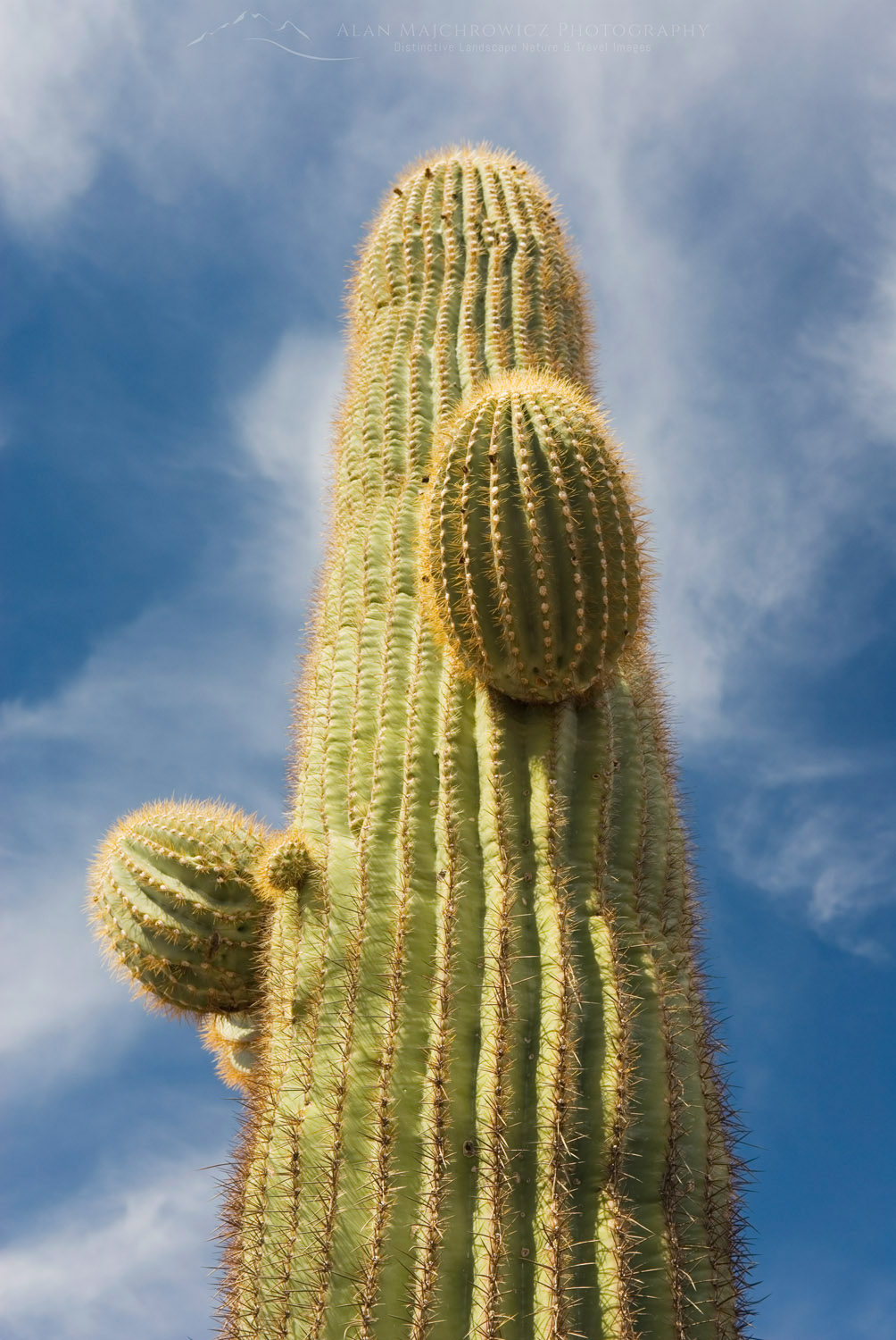 Saguaro Cactus (Carnegiea gigantea) in the Sonoran Desert of Kofa National Wildlife Refuge Arizona #34357