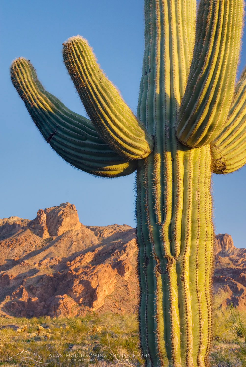 Saguaro Cactus (Carnegiea gigantea) in the Sonoran Desert of Kofa National Wildlife Refuge Arizona #34431