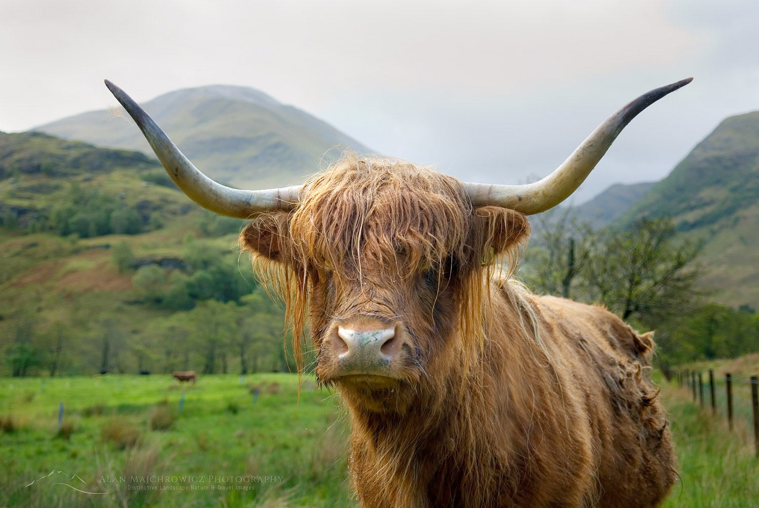 Highland Cattle, Glen Nevis Scotland #11450
