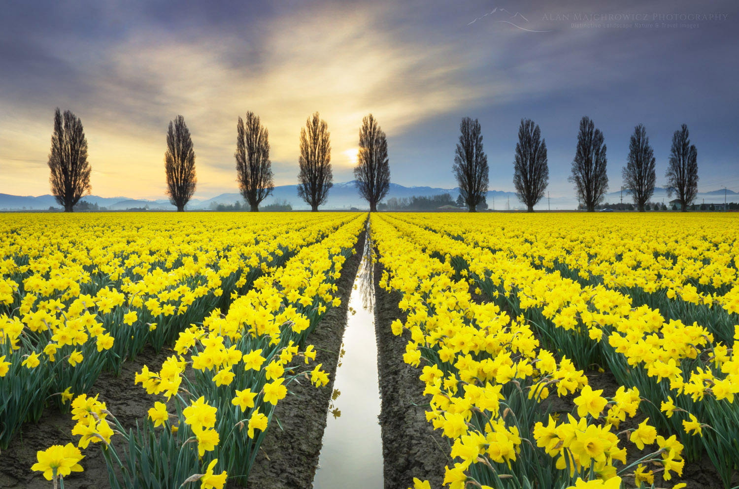 Fields of yellow daffodils, Skagit Vallley, Washington #61987b