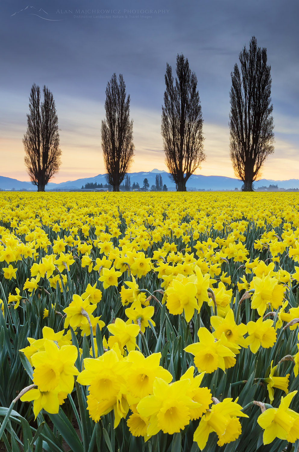 Fields of yellow daffodils in late March, Skagit Valley, Washington #61959b