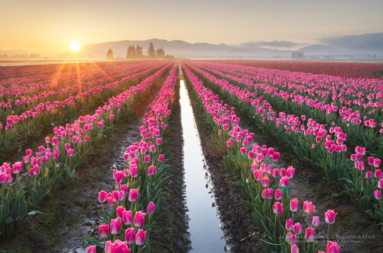 Skagit Valley Tulip Fields Washington - Alan Majchrowicz Photography