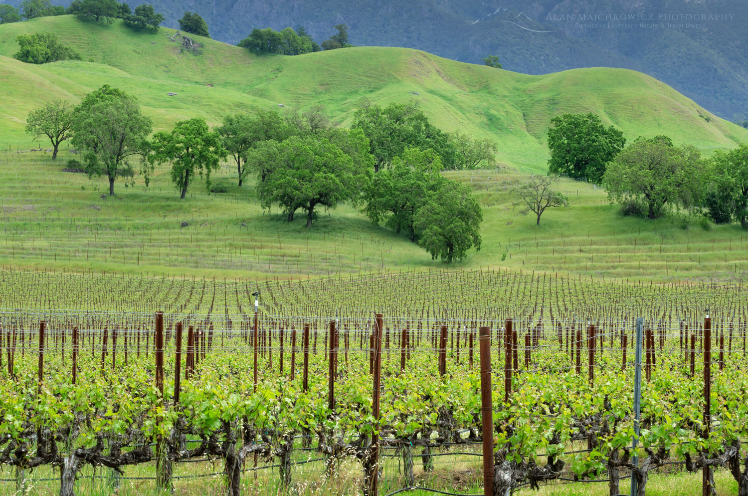 Vineyards of Alexander Valley, a northern section of the greater Sonoma Valley, California #60208