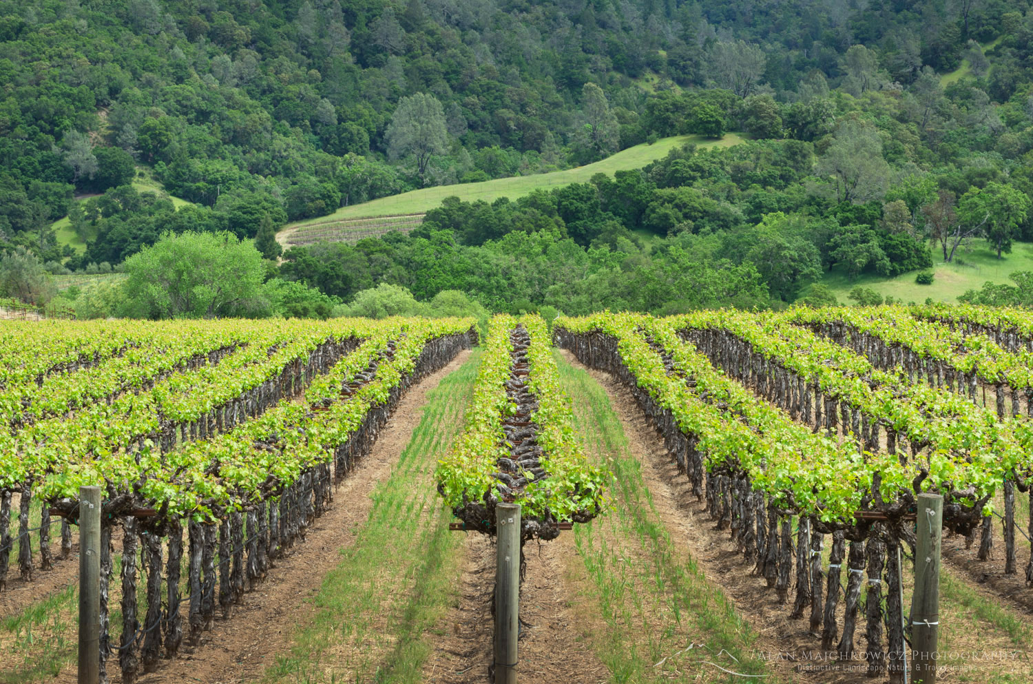 Vineyards of Alexander Valley, a northern section of the greater Sonoma Valley, California #60221