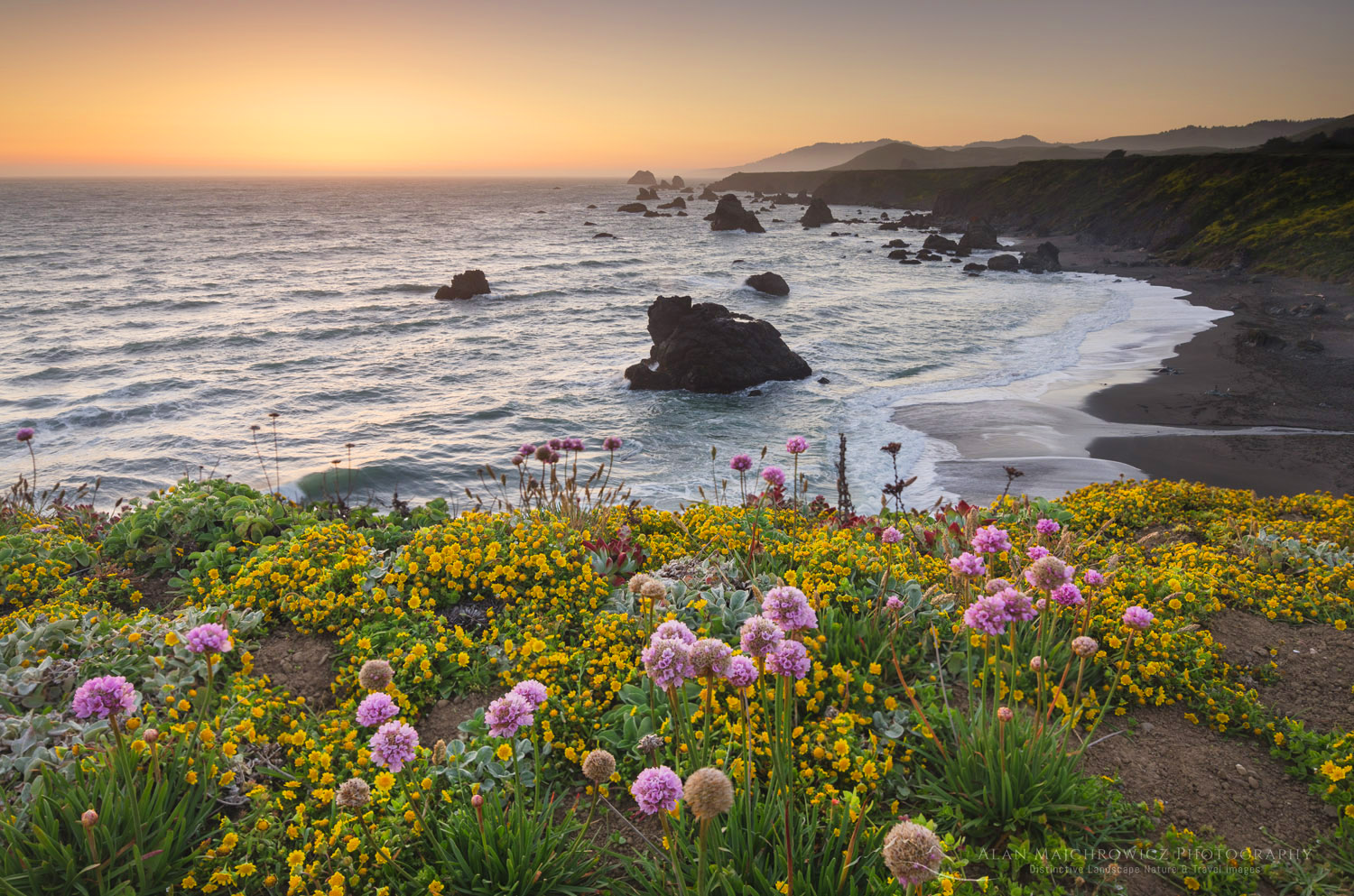Wildflowers on bluff edge at twilight, Sonoma Coast State Park, California #60401